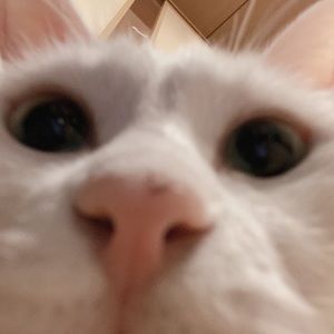 Meet your Posher, Erika